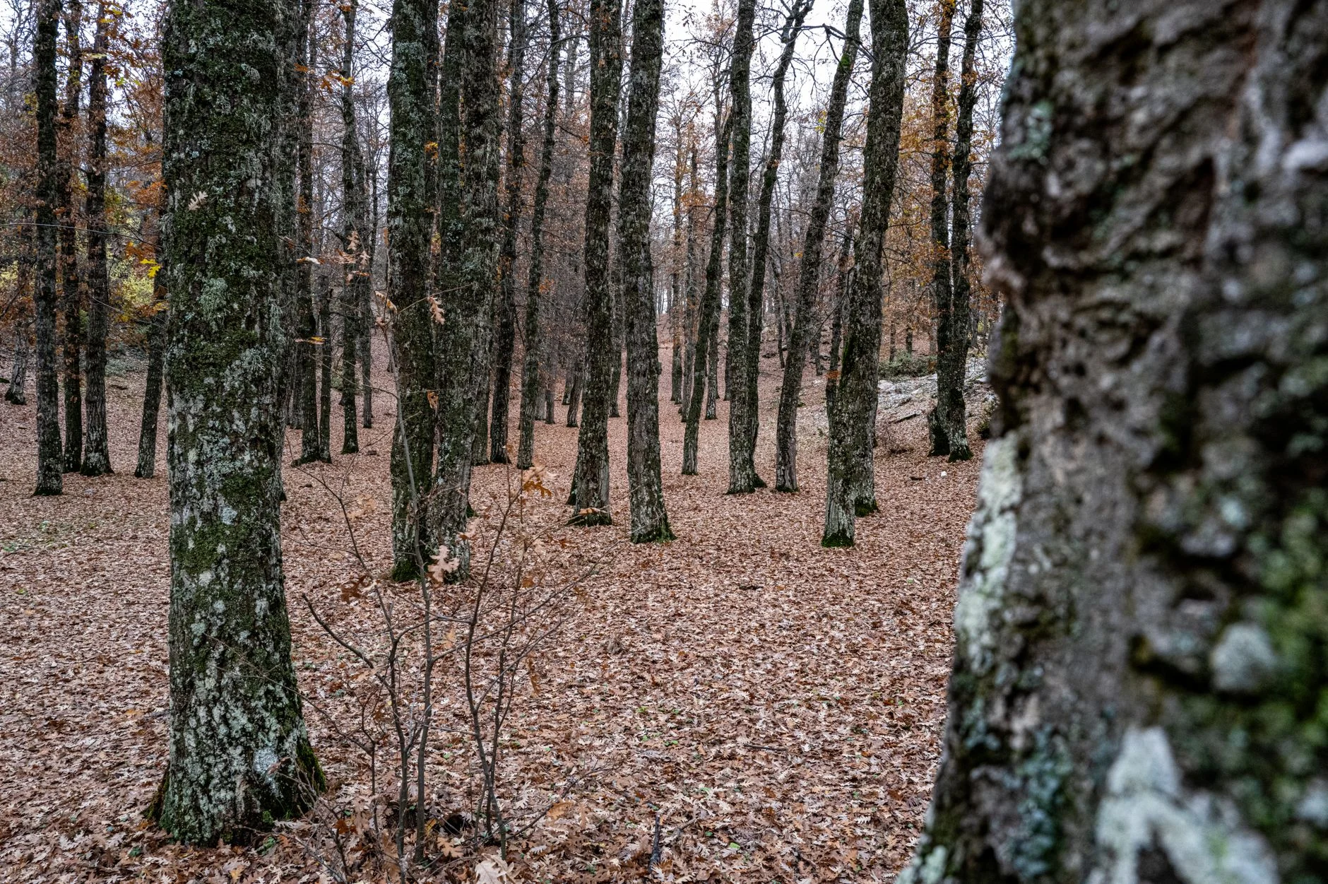 Czym ściółkować rabatę pod drzewem? Kora, zrębki czy liście